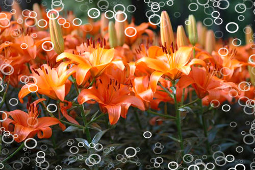 百合花怎么養？愛丁堡簡述百合花種植護理的辦法