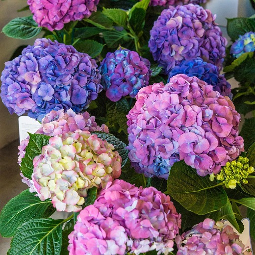 繡球花